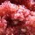cranberryt