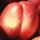 nectarine