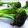 roastedbroccolit