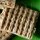 triscuitt