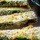 zucchinifryt